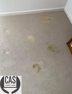 pet stain removal services before_8